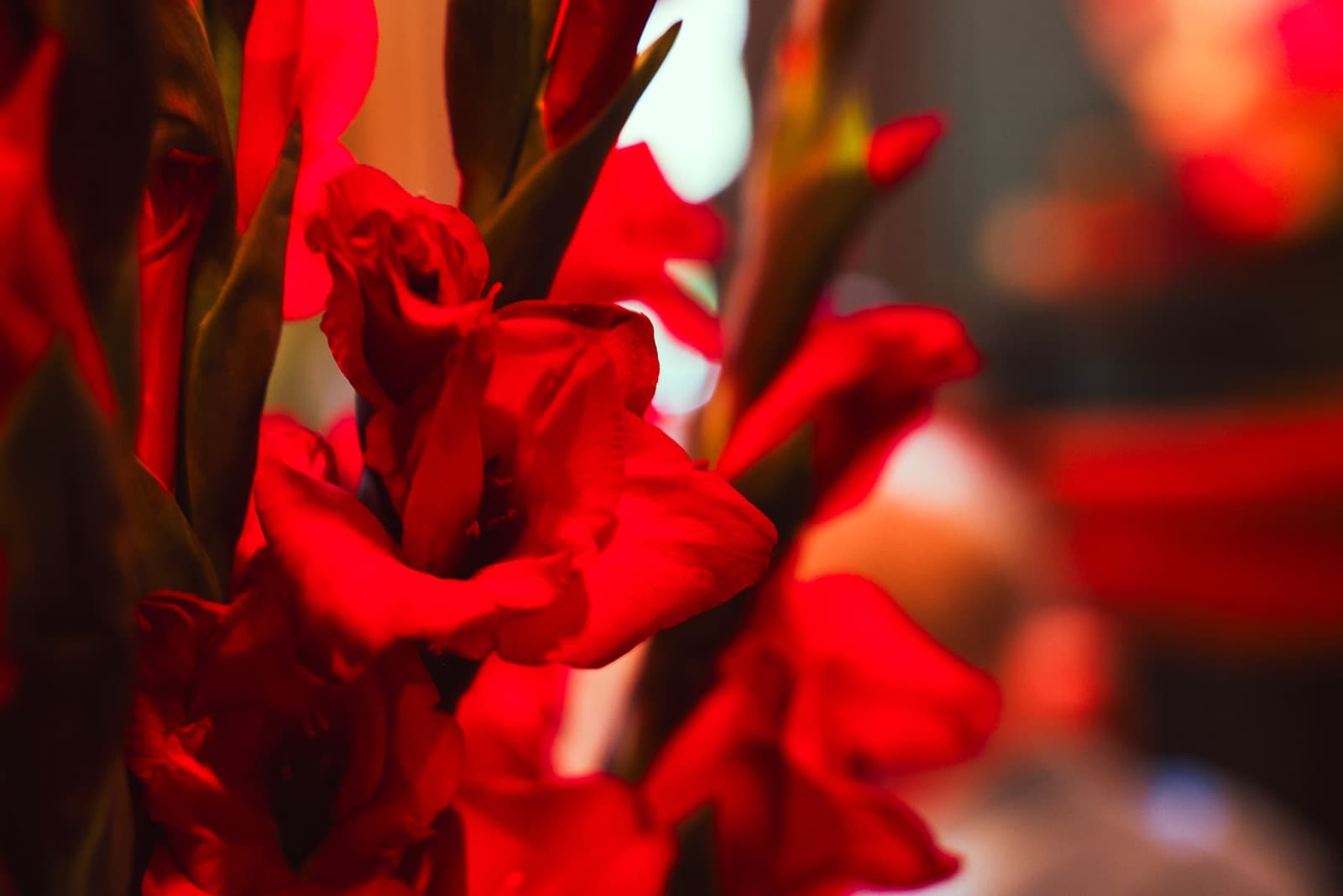Red gladioli against the dark of the bar